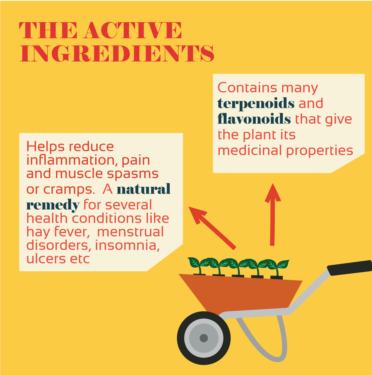 ilustración de ingredientes activos de manzanilla