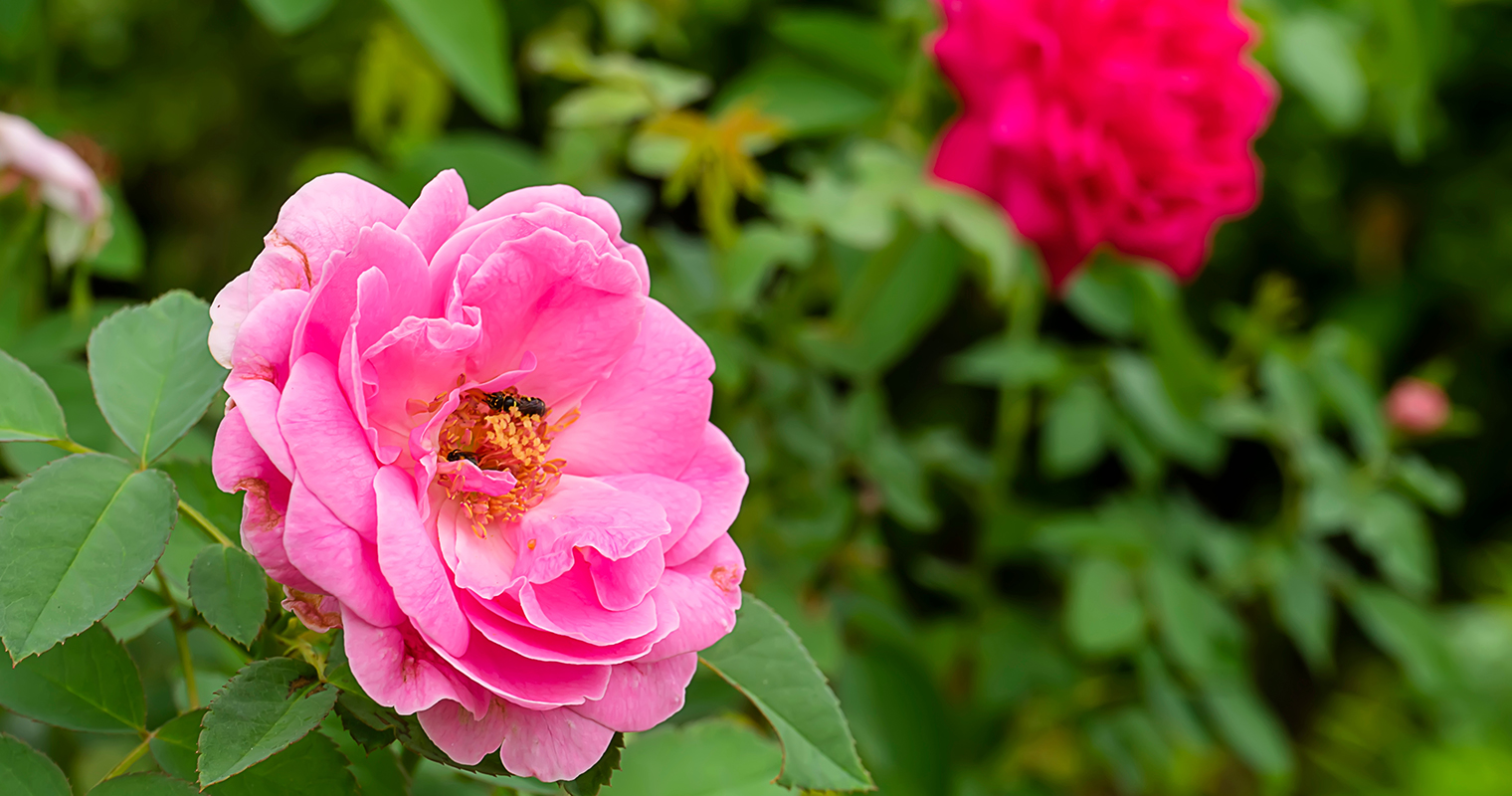 Damask Rose Oil and Rose Water Uses and Benefits across History