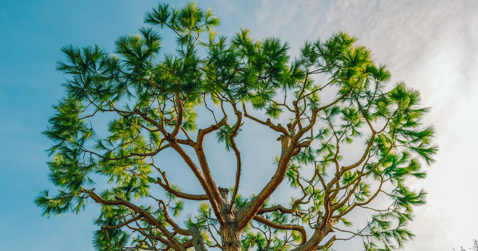 French Maritime Pine Bark Extract for Pigmentation