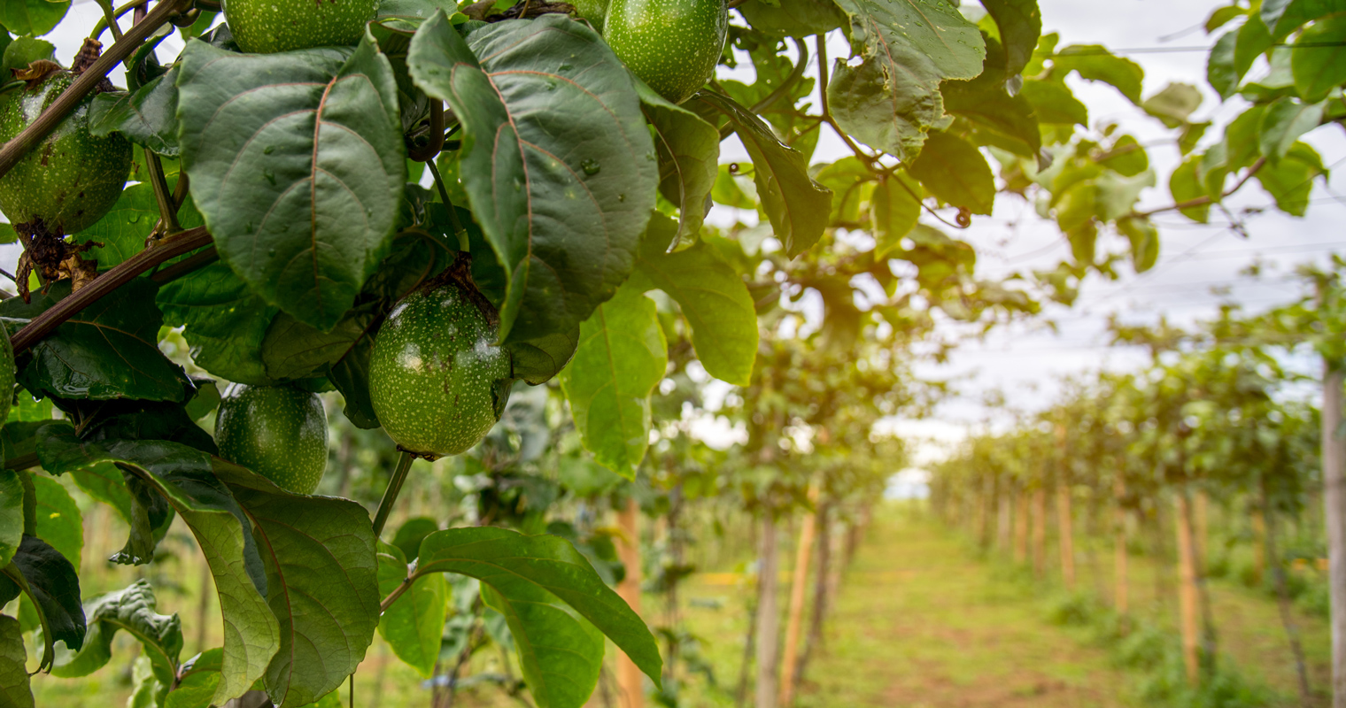 Avocado Oil Why The Growing Popularity? And Its Foreseeable Setbacks